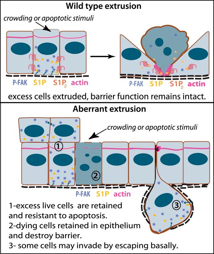 https://cdn.ncbi.nlm.nih.gov/pmc/blobs/0762/4337653/10d7b3f47cc6/elife04069f010.jpg