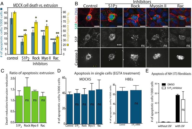 https://cdn.ncbi.nlm.nih.gov/pmc/blobs/0762/4337653/115320448a14/elife04069f003.jpg