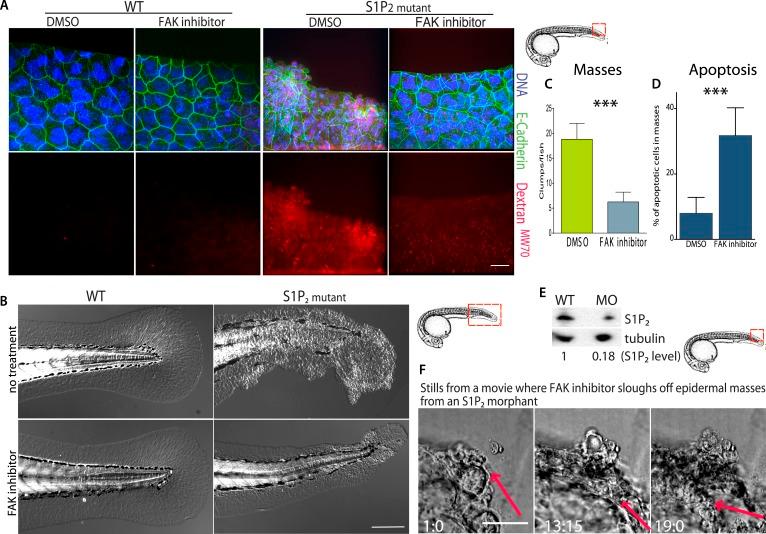 https://cdn.ncbi.nlm.nih.gov/pmc/blobs/0762/4337653/280605a49030/elife04069f007.jpg