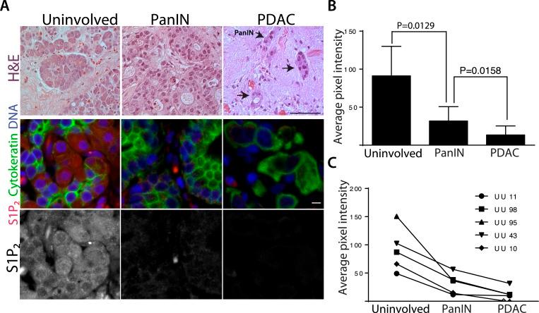 https://cdn.ncbi.nlm.nih.gov/pmc/blobs/0762/4337653/7c525610091c/elife04069f009.jpg