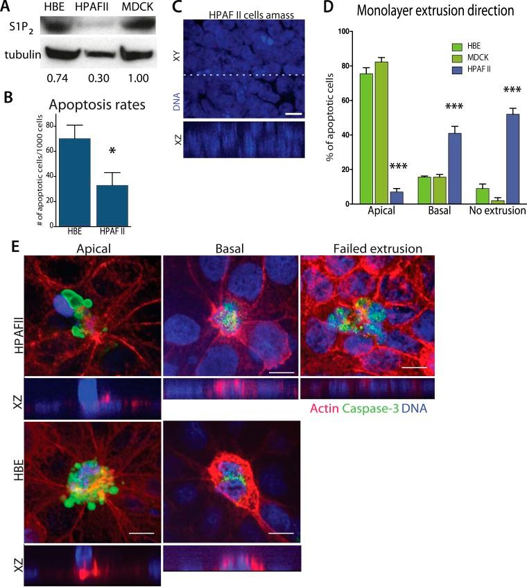 https://cdn.ncbi.nlm.nih.gov/pmc/blobs/0762/4337653/955ce43e1553/elife04069f004.jpg