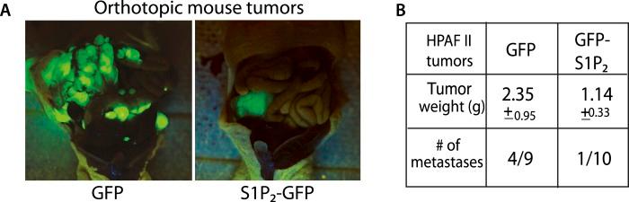 https://cdn.ncbi.nlm.nih.gov/pmc/blobs/0762/4337653/bfd9449db4de/elife04069f008.jpg