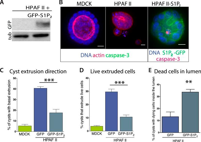 https://cdn.ncbi.nlm.nih.gov/pmc/blobs/0762/4337653/d27858c7c45e/elife04069f005.jpg