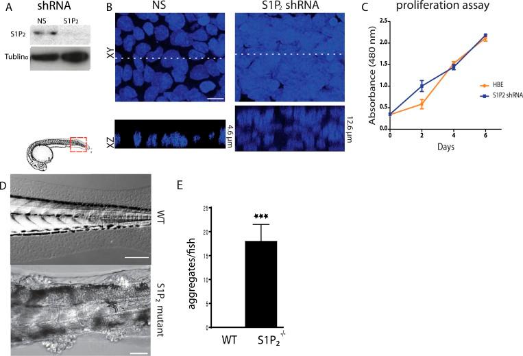 https://cdn.ncbi.nlm.nih.gov/pmc/blobs/0762/4337653/f3cdeaeee52a/elife04069f001.jpg