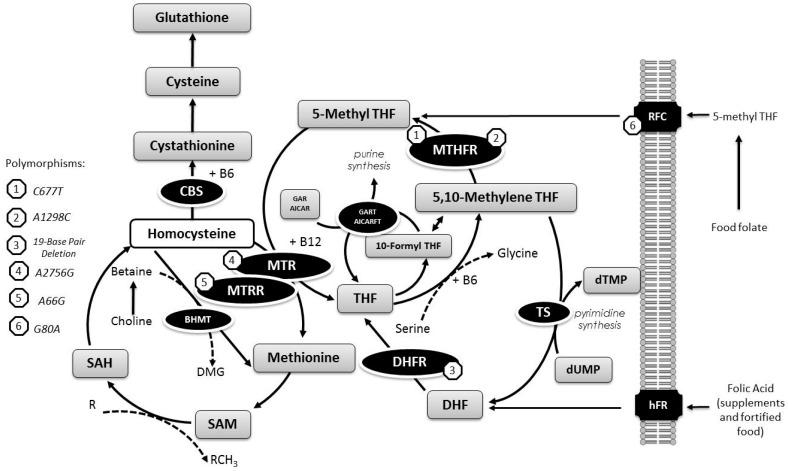 https://cdn.ncbi.nlm.nih.gov/pmc/blobs/0769/5490518/ff2e934eda0d/nutrients-09-00539-g001.jpg
