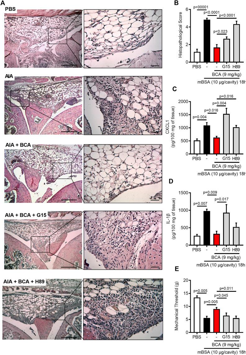 https://cdn.ncbi.nlm.nih.gov/pmc/blobs/076c/8114065/3d2f3ea44caa/fphar-12-662308-g006.jpg