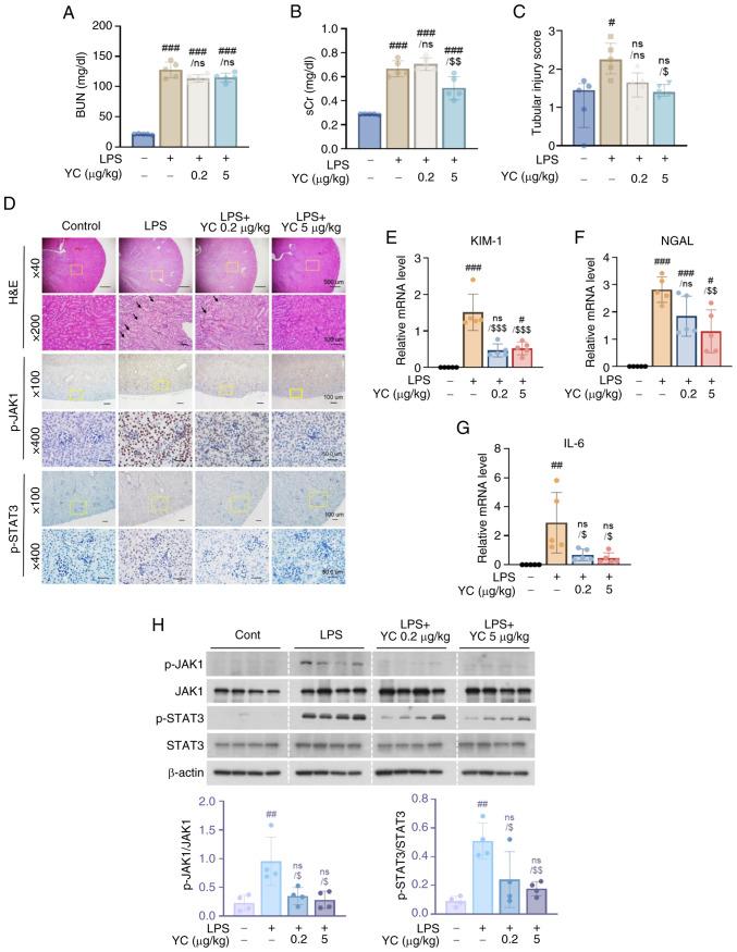 https://cdn.ncbi.nlm.nih.gov/pmc/blobs/076d/12277938/e346c4e7c368/etm-30-03-12918-g04.jpg