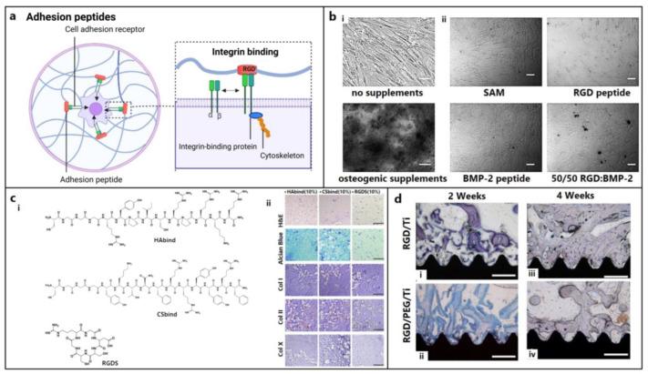 https://cdn.ncbi.nlm.nih.gov/pmc/blobs/076e/10887361/46a118a8caad/biomedicines-12-00313-g003.jpg