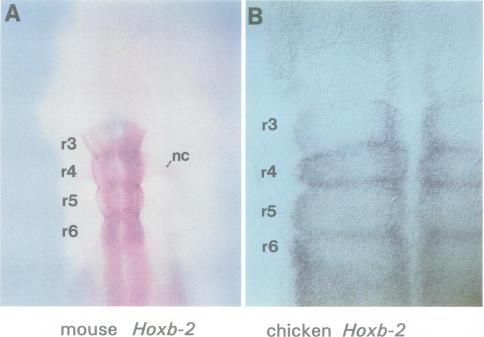 https://cdn.ncbi.nlm.nih.gov/pmc/blobs/0771/452281/167a2f2b1d91/emboj00019-0266-a.jpg
