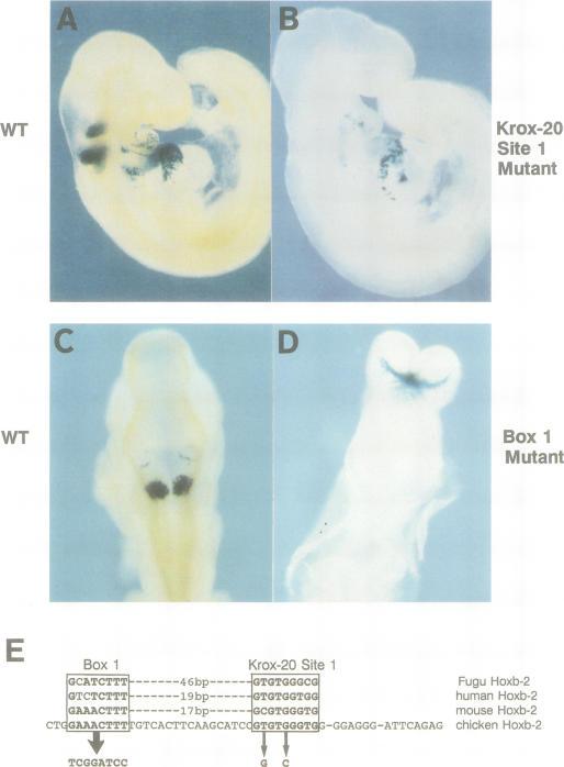 https://cdn.ncbi.nlm.nih.gov/pmc/blobs/0771/452281/8331e1878582/emboj00019-0272-a.jpg