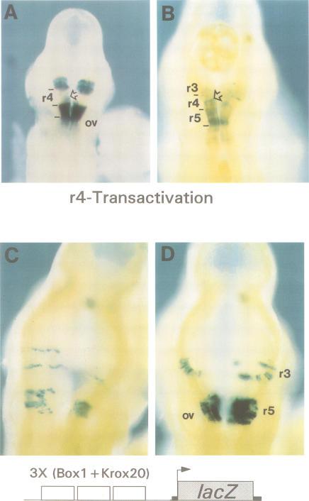 https://cdn.ncbi.nlm.nih.gov/pmc/blobs/0771/452281/b6ee8504e48f/emboj00019-0271-a.jpg