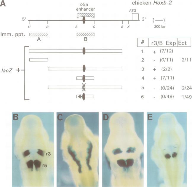 https://cdn.ncbi.nlm.nih.gov/pmc/blobs/0771/452281/f9b7e466834b/emboj00019-0268-a.jpg
