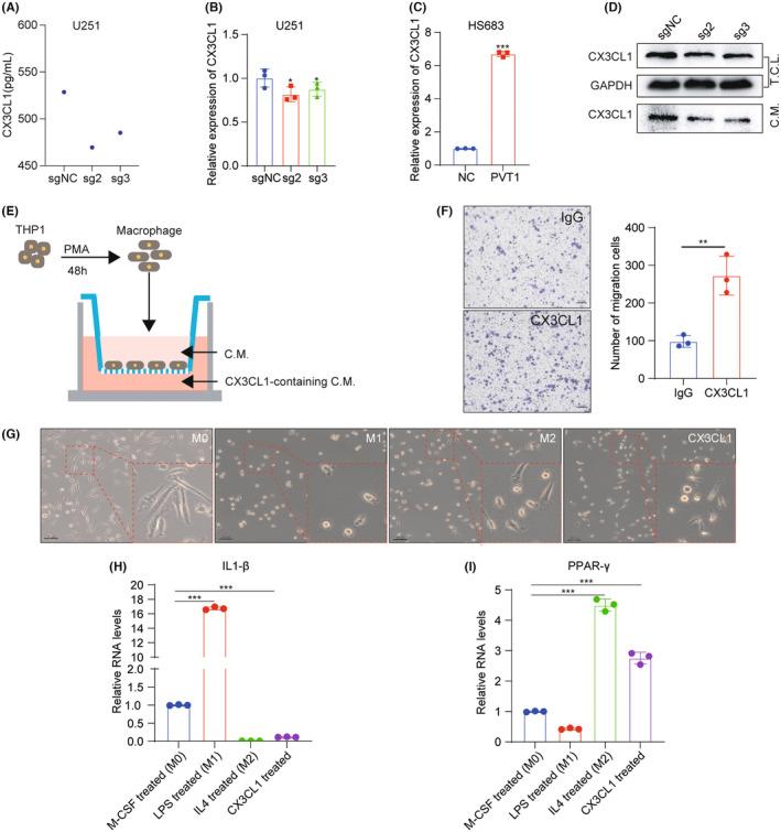 https://cdn.ncbi.nlm.nih.gov/pmc/blobs/0774/10805395/68293f993683/CNS-30-e14566-g001.jpg