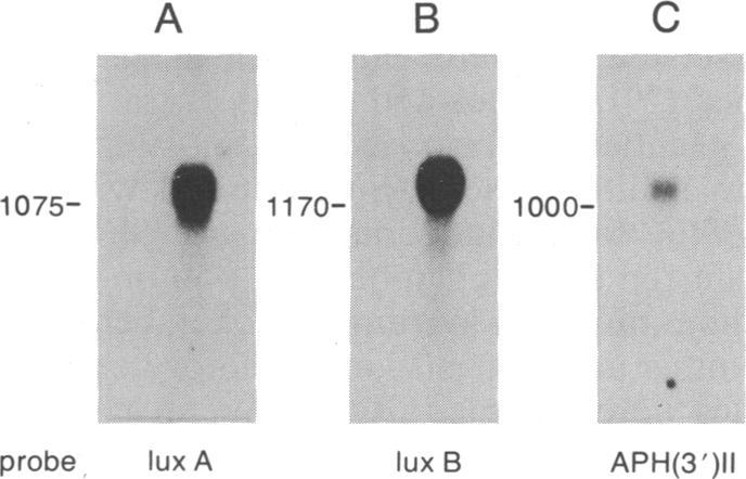 https://cdn.ncbi.nlm.nih.gov/pmc/blobs/0775/287101/028ef635d4cc/pnas00249-0239-a.jpg