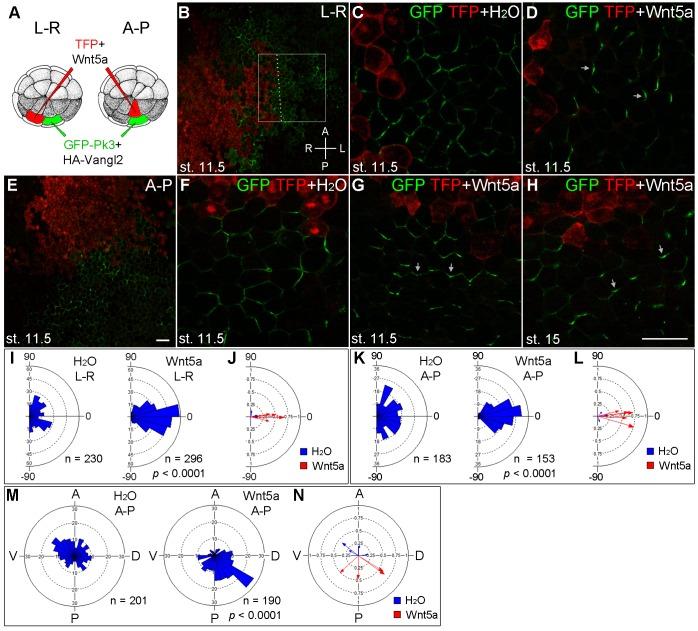 https://cdn.ncbi.nlm.nih.gov/pmc/blobs/0778/5055393/02efaf38da7e/elife-16463-fig3.jpg