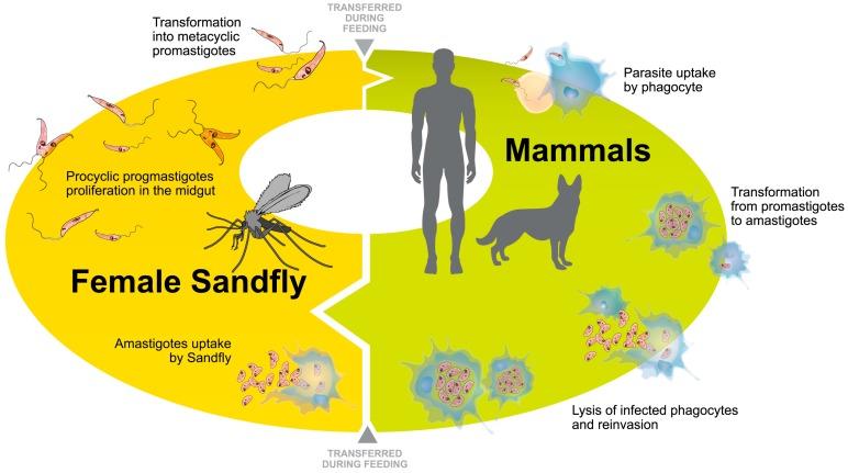 https://cdn.ncbi.nlm.nih.gov/pmc/blobs/077a/5000668/ad2b4ff3591d/ijms-17-01270-g002.jpg