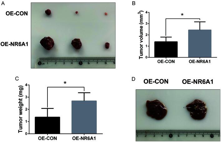 https://cdn.ncbi.nlm.nih.gov/pmc/blobs/077a/9547269/f96b9d3ccb7b/JCTH-10-0901-g008.jpg