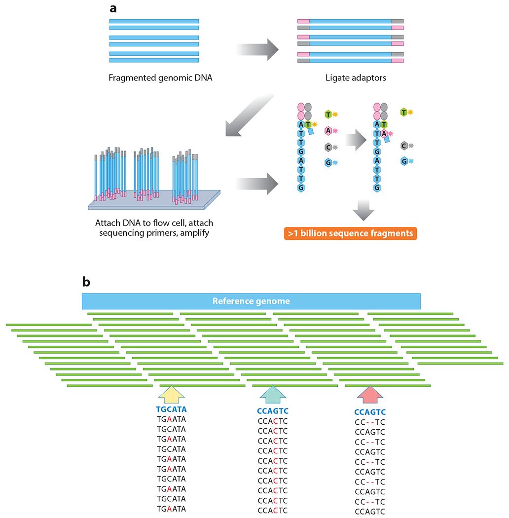 https://cdn.ncbi.nlm.nih.gov/pmc/blobs/077c/10483513/b4c6d7aa7bab/nihms-1926912-f0001.jpg