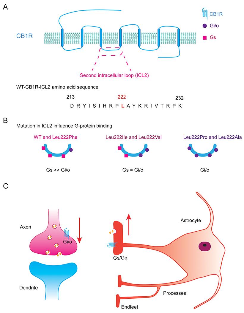 https://cdn.ncbi.nlm.nih.gov/pmc/blobs/077e/9681119/cee7a69a2425/nihms-1829265-f0001.jpg
