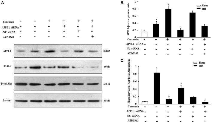 https://cdn.ncbi.nlm.nih.gov/pmc/blobs/0780/5733093/9f0706931b6c/fphar-08-00912-g0004.jpg