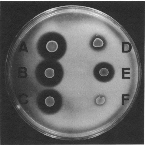 https://cdn.ncbi.nlm.nih.gov/pmc/blobs/0783/207417/6f2a9235a2d2/jbacter00088-0180-c.jpg