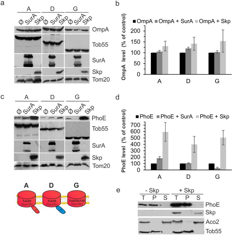 https://cdn.ncbi.nlm.nih.gov/pmc/blobs/0785/5159795/561240001a6c/srep39053-f5.jpg