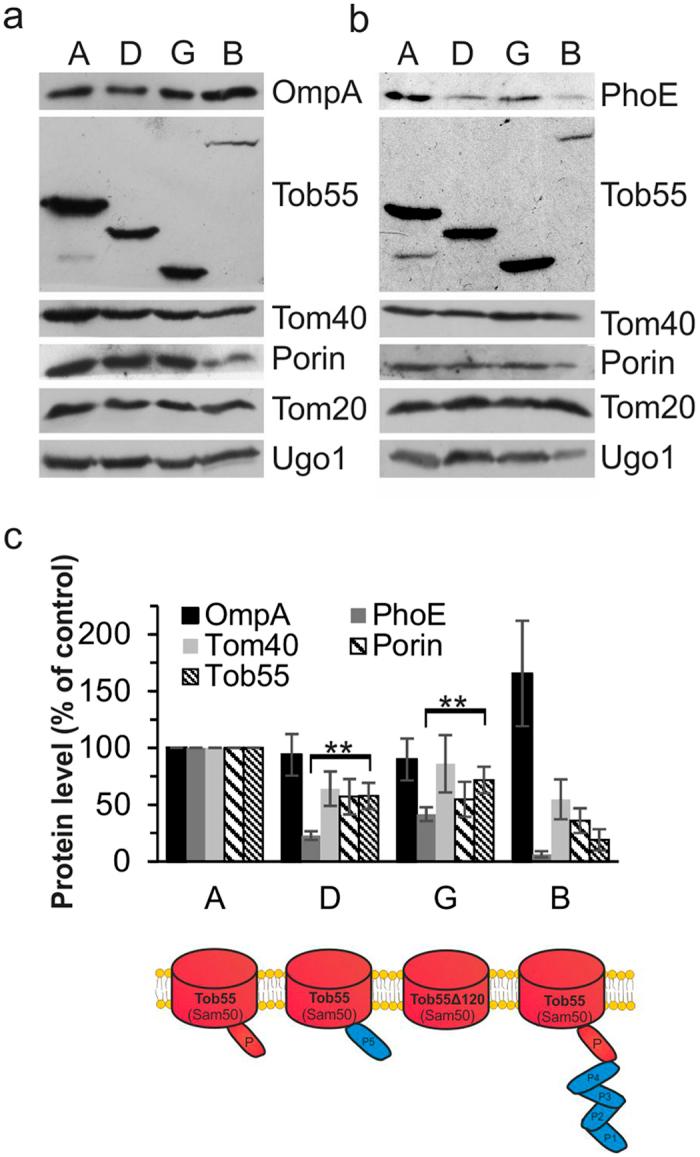 https://cdn.ncbi.nlm.nih.gov/pmc/blobs/0785/5159795/d3d49f9c640d/srep39053-f4.jpg