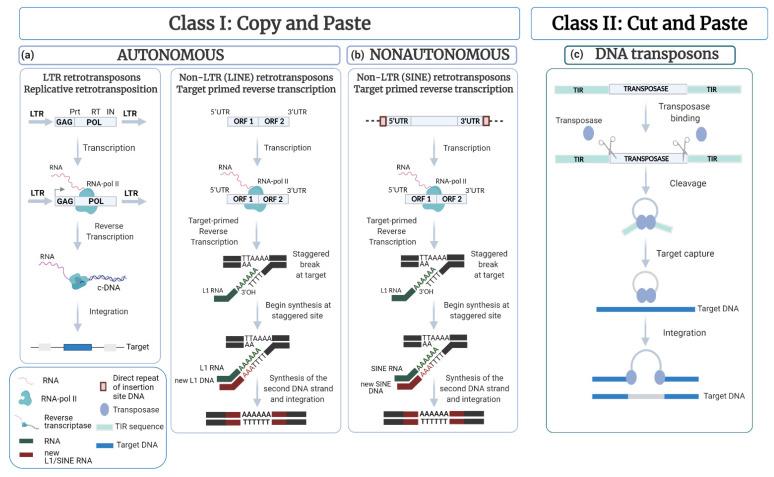 https://cdn.ncbi.nlm.nih.gov/pmc/blobs/0785/8947103/0d2067beeeaa/cells-11-01048-g001.jpg