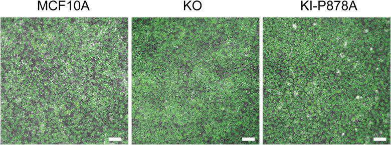 https://cdn.ncbi.nlm.nih.gov/pmc/blobs/0786/11568829/1b341383d61b/LSA-2024-02583_FigS9.jpg