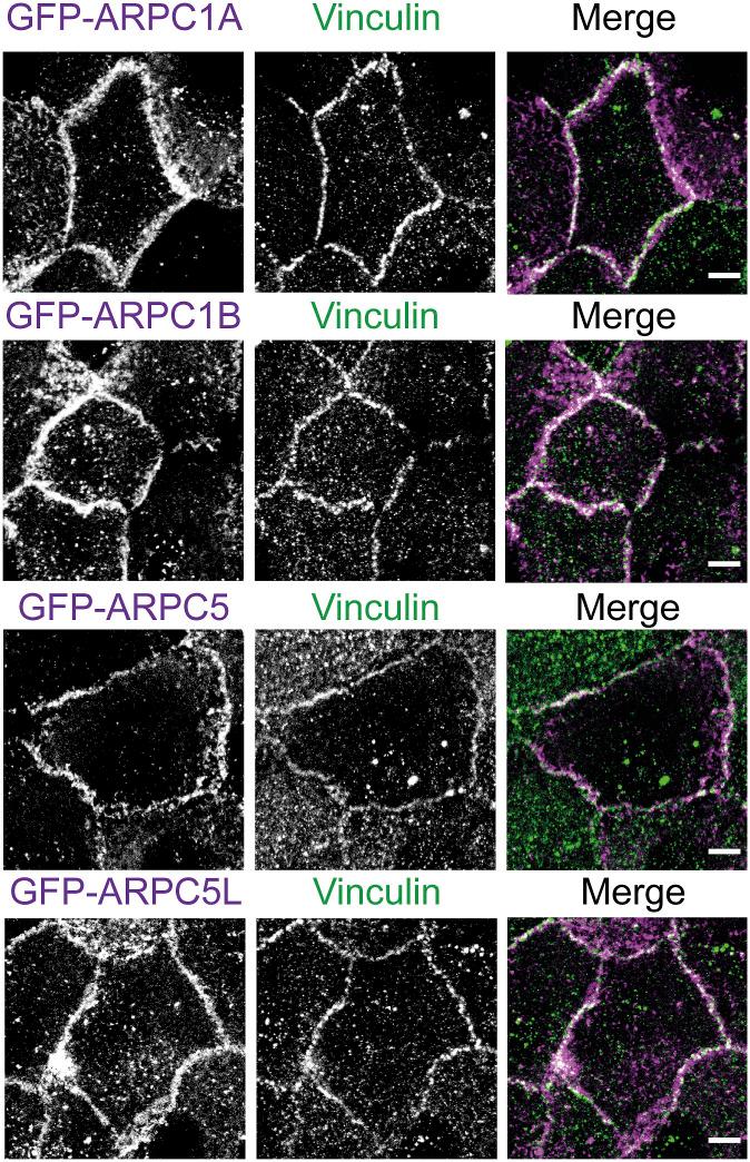 https://cdn.ncbi.nlm.nih.gov/pmc/blobs/0786/11568829/94644c02a92f/LSA-2024-02583_FigS8.jpg
