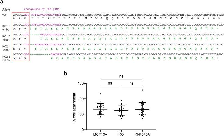 https://cdn.ncbi.nlm.nih.gov/pmc/blobs/0786/11568829/9c808471ebbd/LSA-2024-02583_FigS4.jpg