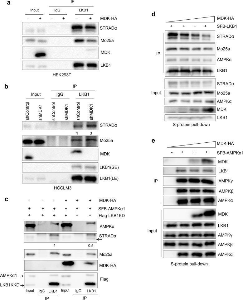 https://cdn.ncbi.nlm.nih.gov/pmc/blobs/0788/9054788/f3234cca4a99/41419_2022_4801_Fig4_HTML.jpg