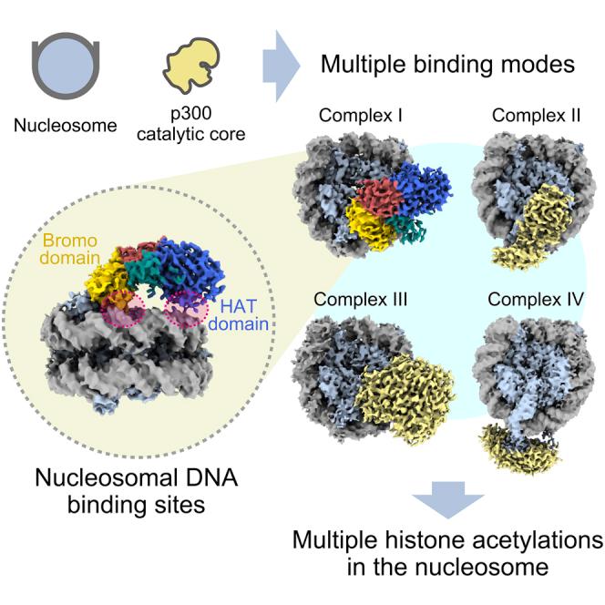 https://cdn.ncbi.nlm.nih.gov/pmc/blobs/0789/9218434/ed92d9a427a2/fx1.jpg