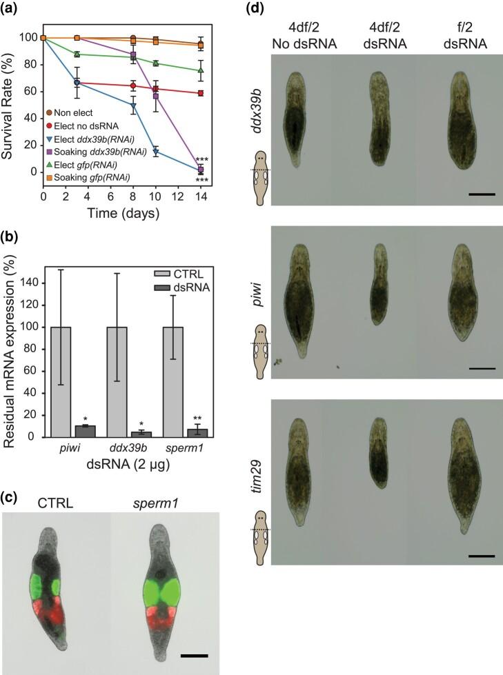 https://cdn.ncbi.nlm.nih.gov/pmc/blobs/078a/11075559/0a82d1bdab6b/jkae037f2.jpg