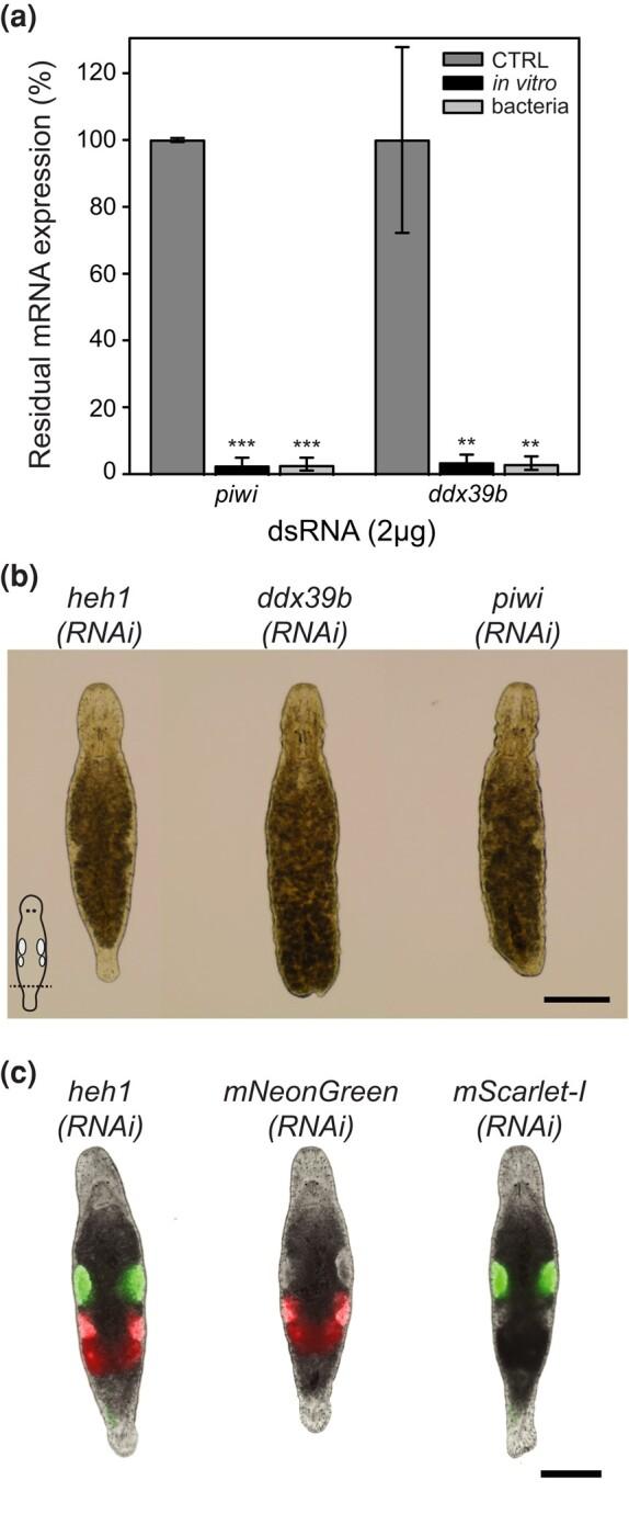 https://cdn.ncbi.nlm.nih.gov/pmc/blobs/078a/11075559/1a66e4548a31/jkae037f6.jpg