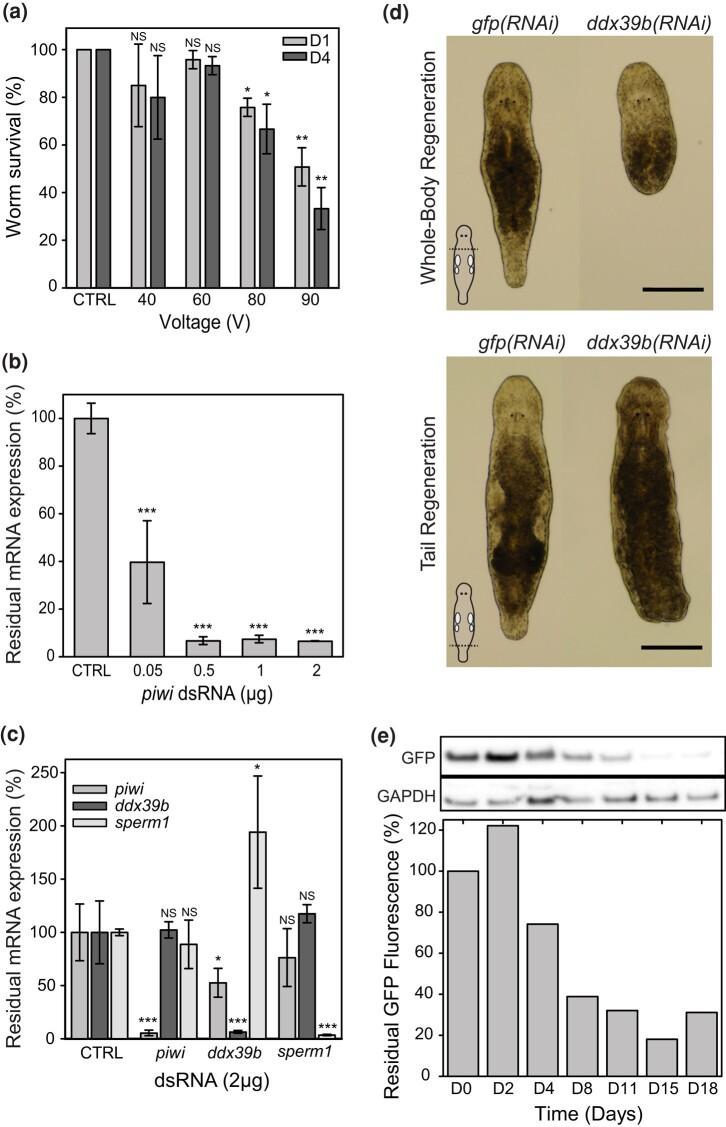 https://cdn.ncbi.nlm.nih.gov/pmc/blobs/078a/11075559/ea467f054869/jkae037f1.jpg