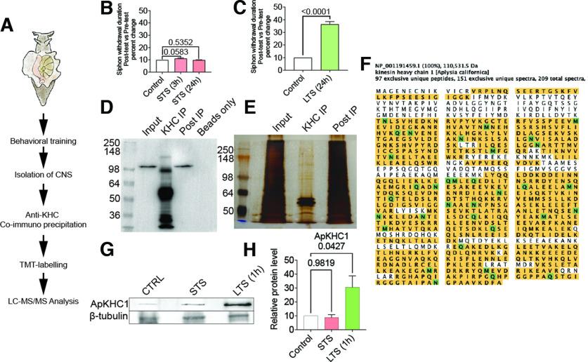 https://cdn.ncbi.nlm.nih.gov/pmc/blobs/078c/9829102/8d38c58145d3/ENEURO.0266-22.2022_f001.jpg