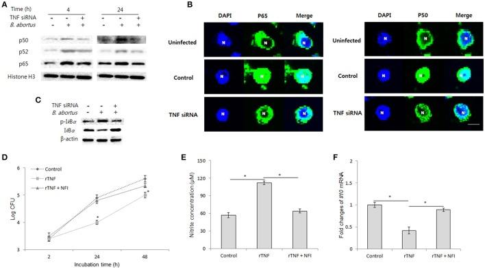 https://cdn.ncbi.nlm.nih.gov/pmc/blobs/078e/5640714/3b672ef17242/fcimb-07-00437-g0006.jpg