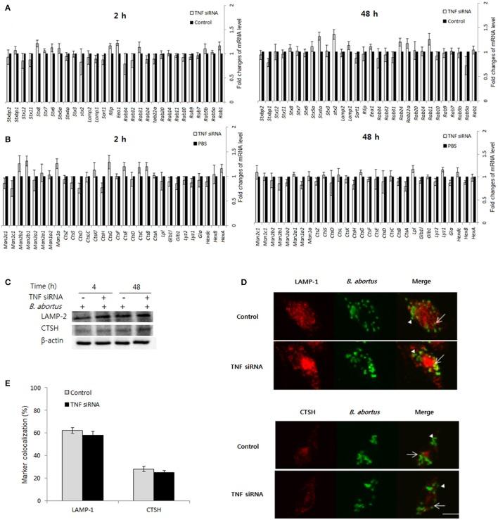 https://cdn.ncbi.nlm.nih.gov/pmc/blobs/078e/5640714/5cfddba2225f/fcimb-07-00437-g0004.jpg