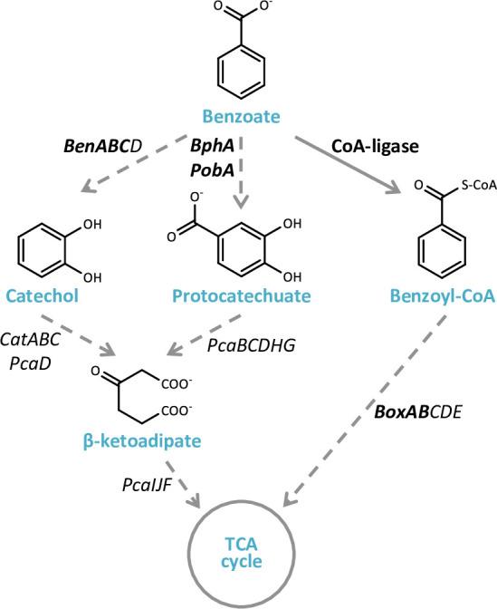 https://cdn.ncbi.nlm.nih.gov/pmc/blobs/078e/9873259/0a6377baefe4/elife-84400-fig4-figsupp1.jpg