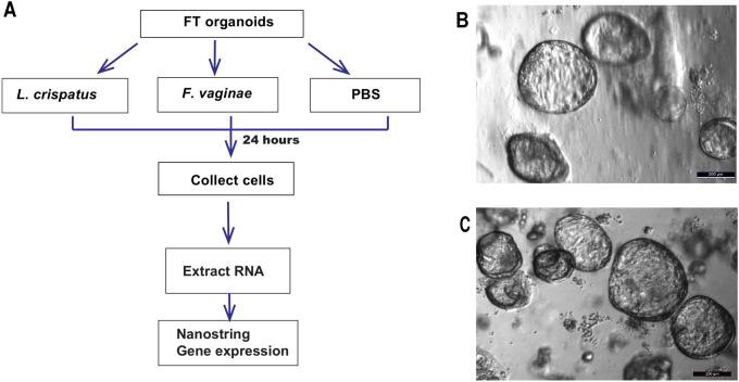 https://cdn.ncbi.nlm.nih.gov/pmc/blobs/078f/10246240/0478cfc89a68/nihpp-rs2891189v1-f0002.jpg