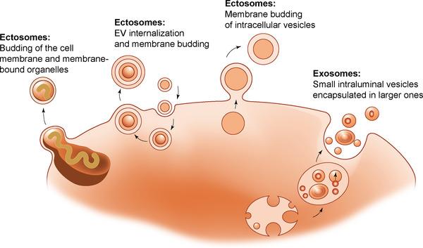 https://cdn.ncbi.nlm.nih.gov/pmc/blobs/079f/9895808/b9f9c9f31170/JEV2-12-e12309-g001.jpg