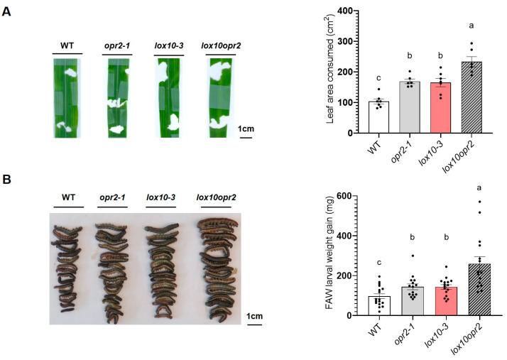 https://cdn.ncbi.nlm.nih.gov/pmc/blobs/07a0/10530937/873d693805d7/genes-14-01732-g005.jpg