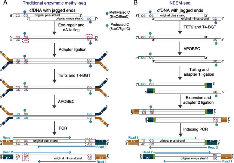 https://cdn.ncbi.nlm.nih.gov/pmc/blobs/07a0/10631027/15fa33a365b5/13073_2023_1238_Fig1_HTML.jpg