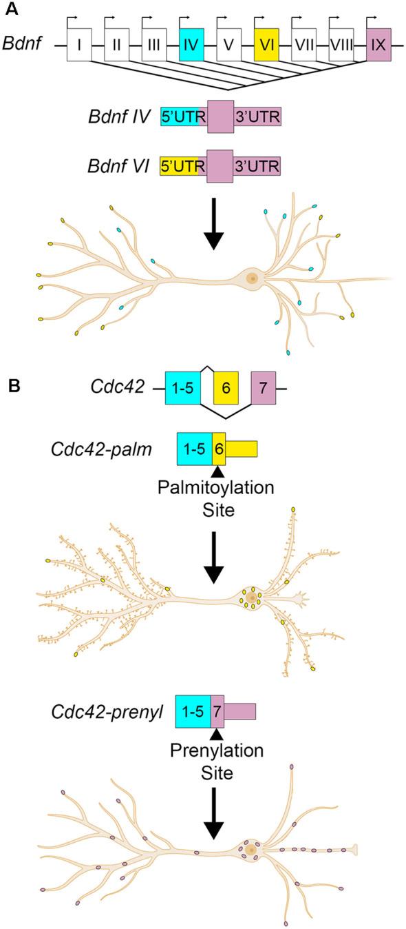 https://cdn.ncbi.nlm.nih.gov/pmc/blobs/07a0/8295539/4926fc18d149/fnmol-14-694234-g0002.jpg