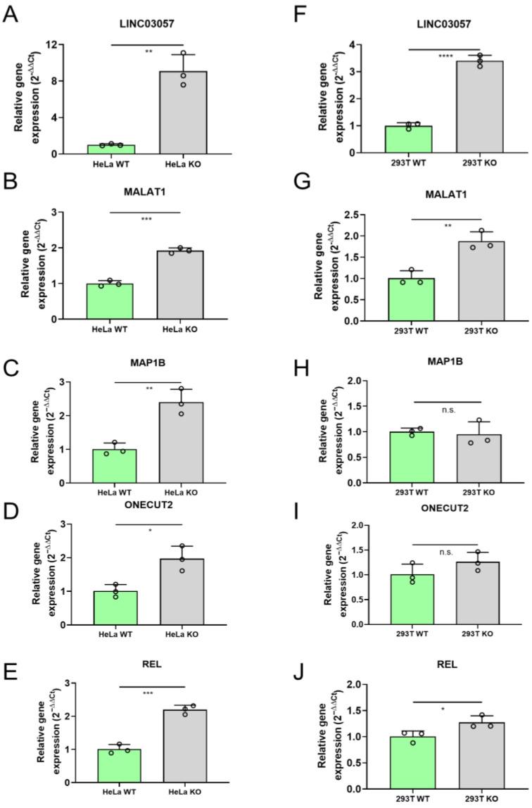 https://cdn.ncbi.nlm.nih.gov/pmc/blobs/07a1/12388995/446d5462658a/ncrna-11-00060-g002.jpg