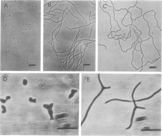 https://cdn.ncbi.nlm.nih.gov/pmc/blobs/07a5/233345/7bed813fb035/jbacter00320-0158-a.jpg