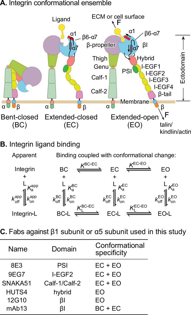 https://cdn.ncbi.nlm.nih.gov/pmc/blobs/07a7/8730728/d971b2972039/elife-73359-fig1.jpg
