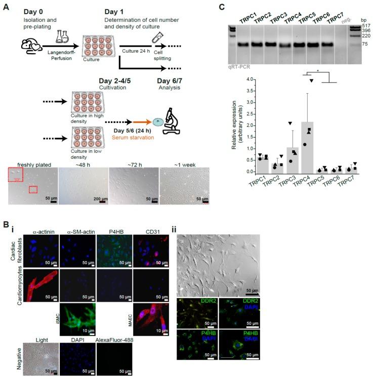 https://cdn.ncbi.nlm.nih.gov/pmc/blobs/07a9/7072683/7d1fa3f0f153/cells-09-00322-g001.jpg