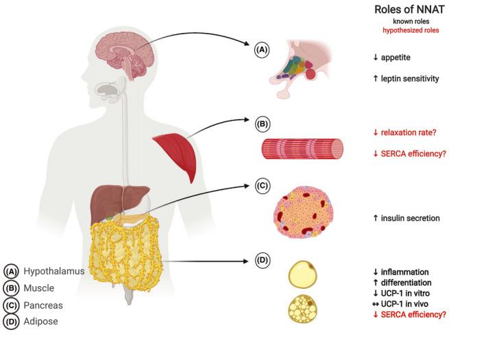 https://cdn.ncbi.nlm.nih.gov/pmc/blobs/07a9/7566048/4b8521efd806/FBA2-2-579-g001.jpg